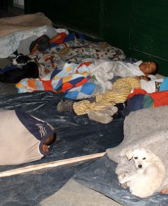 group_sleeping_dog