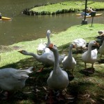 gooses